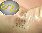 Fast, Stretchy Circuits Could Yield New Wave of Wearable Electronics